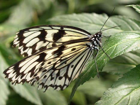 White tree nymph