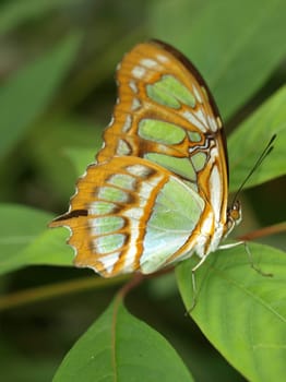 Malachite butterfly