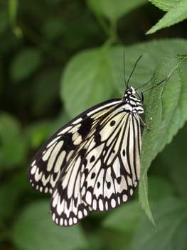 White tree nymph