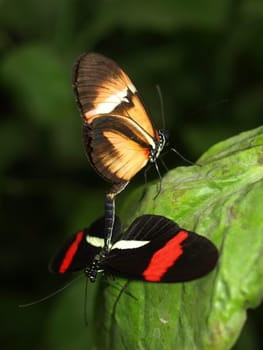 Heliconius erato