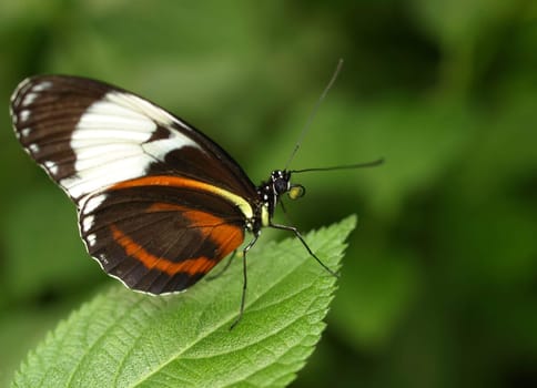Heliconuis Cydno
