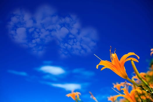 Picture of a a heart cloud on blue sky for adv or others purpose use