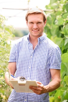 Farmer In Greenhouse Checking Tomato Plants