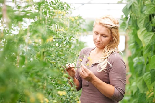 Farm Worker In Greenhouse Checking Tomato Plants