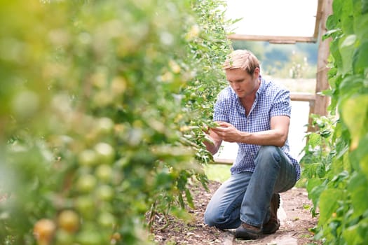 Farmer Checking Tomato Plants In Greenhouse