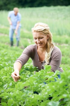 Couple Working In Field On Organic Farm