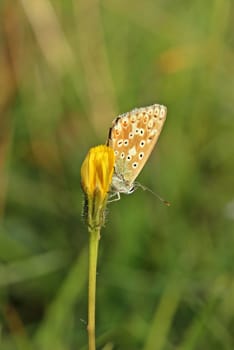 Female silver-green blueling (Polyommatus coridon) on hawk wort