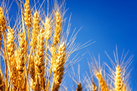 backdrop of ripening ears of yellow wheat field on the sunset cloudy orange sky background Copy space of the setting sun rays on horizon in rural meadow Close up nature photo Idea of a rich harvest