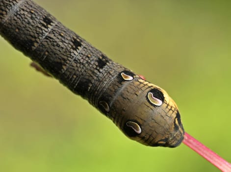 Caterpillar of the Middle Wine Swarmer (Deilephila elpenor)
