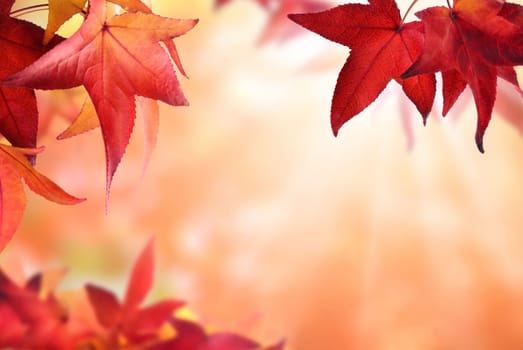 Autumn background with red foliage in the foreground and blur ring in the background