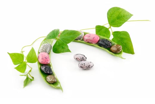 Ripe Haricot Beans with Seed and Leaves Isolated on White Background