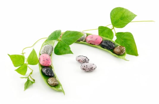 Ripe Haricot Beans with Seed and Leaves Isolated on White Background