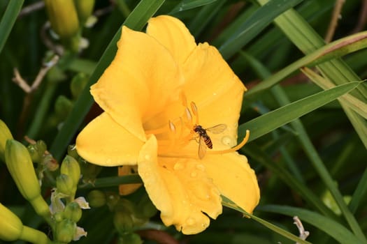 Insect on the flower of a lily