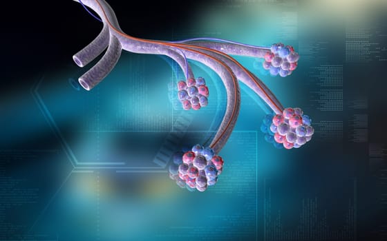 Digital illustration of alveoli in colour background