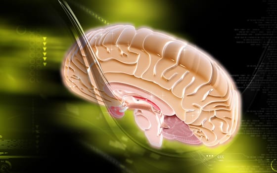 Digital illustration of brain in colour background