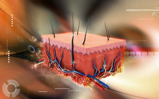 Digital illustration of Skin in colour background