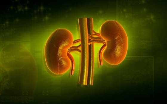Digital illustration of kidney in colour background