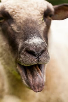 Sheep with a short curly woolly fur on a green summer pasture outdoors in daylight