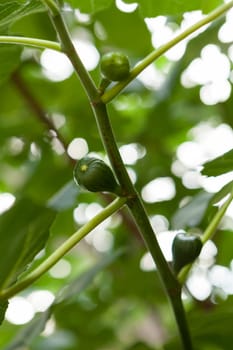 small green figs ripen on a Ficus carica tree with green leaves and blue sky In summer
