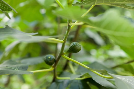 small green figs ripen on a Ficus carica tree with green leaves and blue sky In summer