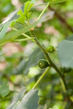 small green figs ripen on a Ficus carica tree with green leaves and blue sky In summer