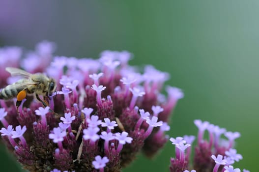blossom violet