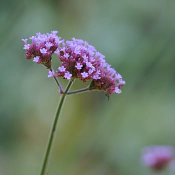 blossom violet