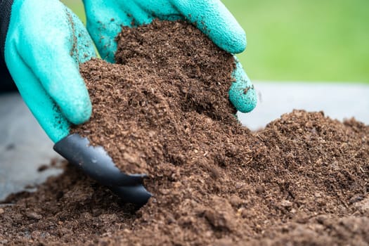 Hand holding peat moss organic matter improve soil for agriculture organic plant growing, ecology concept.