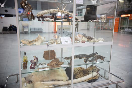 11 november 2018, Warsaw, Poland - exhibition of Contraband Goods Prohibited for transportation at the airport - snakes, weapons, bear skin, tiger skin, leather, ivory. close up