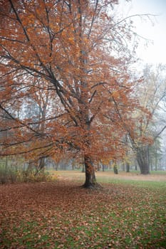 A beautiful autumn display, with the ground covered in a blanket of colorful leaves.