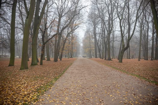 Autumn park with red fallen leaves and big spooky trees - wide angle