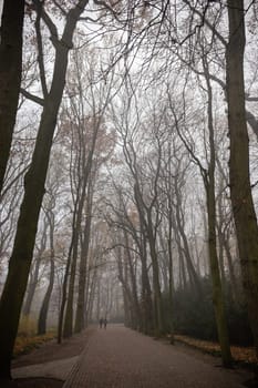A path meandering through a forest, the atmosphere filled with a mysterious mist.