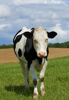 One black and white spotted Holstein cow on a sustainable farm pasture field in countryside. Raising and breeding livestock animals in agribusiness for free range organic cattle and dairy industry.
