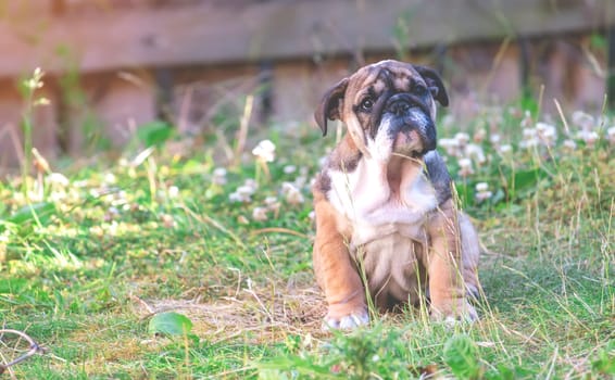Funny beautiful classic Red English bulldog puppy 3 month  sitting on the grass