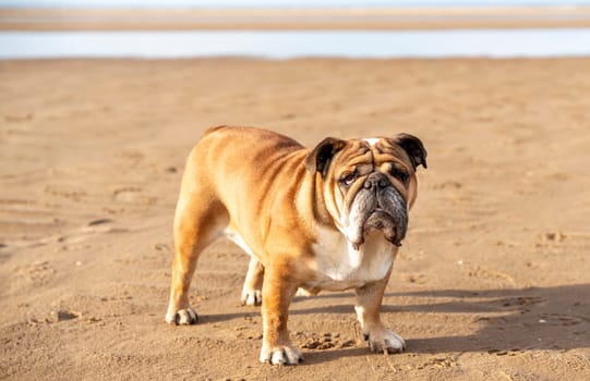 Red english british Bulldog sitting on seaside at sunset in summer