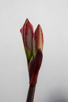 amaryllis flower about to open in a pot on my terrace