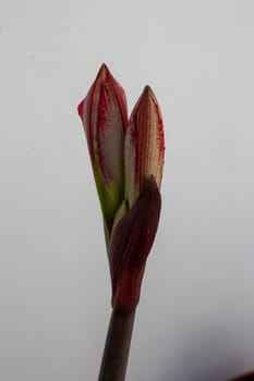 amaryllis flower about to open in a pot on my terrace