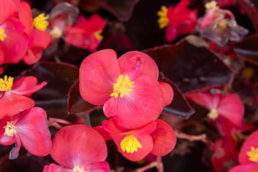 Houseplant begonia blooming with coral flowers, selective focus, horizontal orientation.