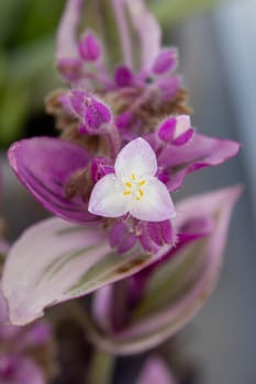 close up macro shot of a tradescantiaflower