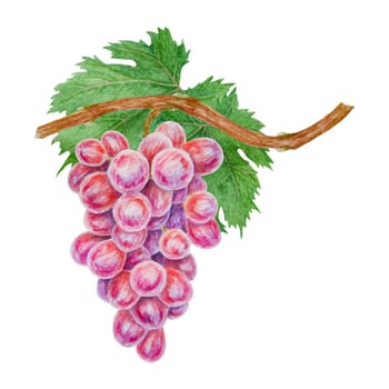 A bunch of dark grapes. Watercolor hand drawn botanical illustration. Ingredient in wine, vinegar, juice, cosmetics. Clip art for menus of restaurants, cafes, packaging of farm goods, vegan products.