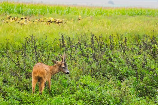 Bambi young deer in the meadow
