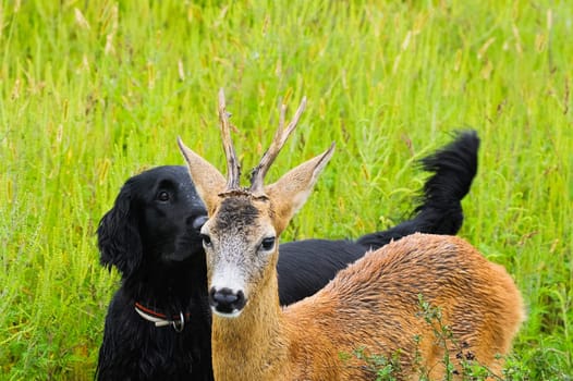 Friendship between dog and deer