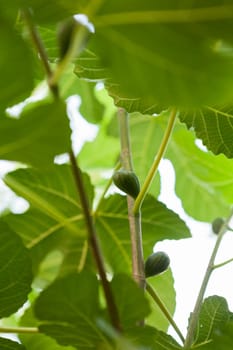 small green figs ripen on a Ficus carica tree with green leaves and blue sky In summer