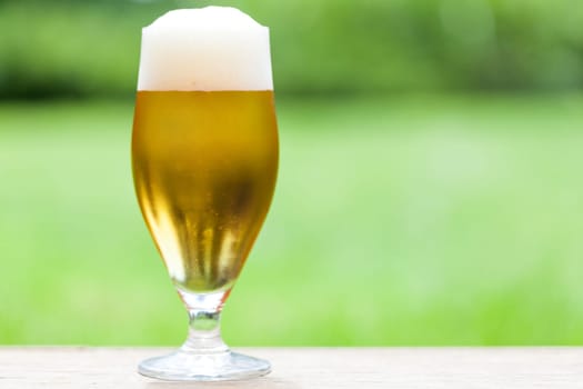 Beer tulip with a white foam crown against a green background outdoors