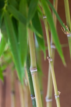 Fresh green leaves of bamboo ornamental bamboo and trunk in front of blue sky close-up
