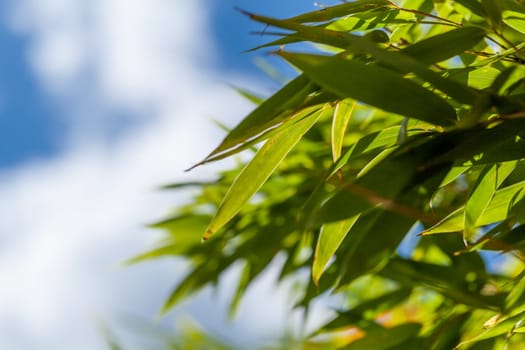 Fresh green leaves of bamboo ornamental bamboo and trunk in front of blue sky close-up