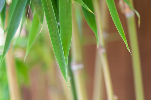 Fresh green leaves of bamboo ornamental bamboo and trunk in front of blue sky close-up