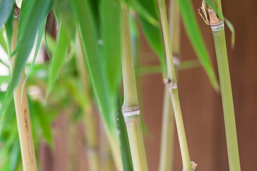 Fresh green leaves of bamboo ornamental bamboo and trunk in front of blue sky close-up