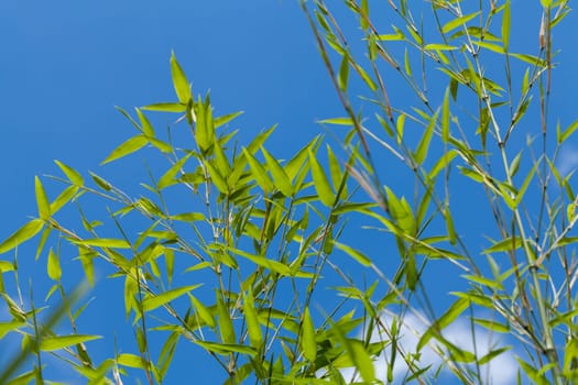 Fresh green leaves of bamboo ornamental bamboo and trunk in front of blue sky close-up