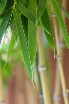 Fresh green leaves of bamboo ornamental bamboo and trunk in front of blue sky close-up